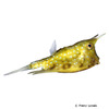 Lactoria cornuta Longhorn Cowfish