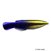 Labroides phthirophagus Hawaiian Cleaner Wrasse