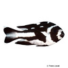 Macolor niger Black and White Snapper
