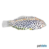 Macropharyngodon meleagris Blackspotted Wrasse