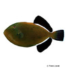 Melichthys indicus Indian Triggerfish