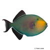 Melichthys niger Black Triggerfish