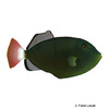 Melichthys vidua Pinktail Triggerfish
