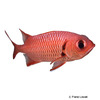 Myripristis berndti Blotcheye Soldierfish