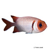 Myripristis botche Blacktip Soldierfish