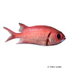 Myripristis jacobus Blackbar Soldierfish