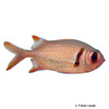 Myripristis kuntee Shoulderbar Soldierfish