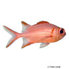 Myripristis vittata Whitetip Soldierfish