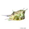 Lactoria fornasini Thornback Cowfish