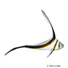 Equetus lanceolatus Jackknife Fish