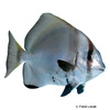 Platax batavianus Humpback Batfish