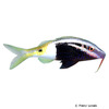 Parupeneus barberinoides Bicolor Goatfish