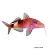 Parupeneus multifasciatus Manybar Goatfish