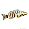 Serranus tigrinus Harlequin Bass