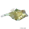 Tetrosomus gibbosus Humpback Turretfish