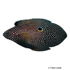 Calloplesiops argus Finespotted Comet