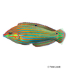 Halichoeres biocellatus Red-lined Wrasse