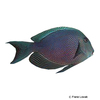 Ctenochaetus marginatus Stripedfin Surgeonfish