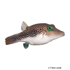 Canthigaster margaritata Spotted Sharpnose Puffer