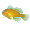 Gobiodon citrinus Lemon Coral Goby