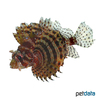 Dendrochirus brachypterus Dwarf Lionfish