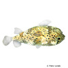 Diodon holocanthus Long Spined Porcupinefish