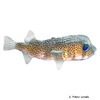 Diodon hystrix Spot-fin Porcupinefish