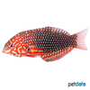 Macropharyngodon ornatus Ornate Leopard Wrasse