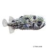 Diodon liturosus Black-blotched Porcupinefish