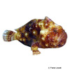 Antennatus tuberosus Tuberculated Frogfish