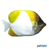 Hemitaurichthys polylepis Pyramid Butterflyfish