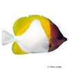 Hemitaurichthys polylepis Yellow Pyramid Butterflyfish