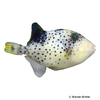 Abalistes stellatus Starry Triggerfish