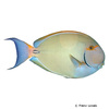 Acanthurus dussumieri Eyestripe Surgeonfish