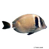 Acanthurus leucopareius Whitebar Surgeonfish