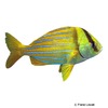 Anisotremus taeniatus Panama Porkfish