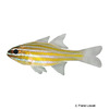 Ostorhinchus pallidofasciatus Palestriped Cardinalfish