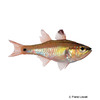 Apogon semilineatus Half-lined Cardinalfish