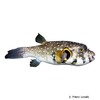 Arothron hispidus White-spotted Puffer