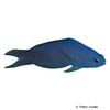 Assessor macneilli Blue Devilfish