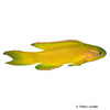 Assessor flavissimus Yellow Devilfish