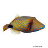 Balistapus undulatus Orange-lined Triggerfish