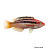 Bodianus izuensis Striped Pigfish
