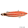 Bodianus sepiacaudus Crescent-tail Hogfish
