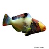 Cetoscarus bicolor Bicolour Parrotfish
