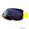 Chaetodontoplus caeruleopunctatus Bluespotted Angelfish