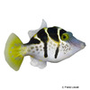 Paraluteres prionurus Blacksaddle Filefish