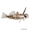 Dactyloptena orientalis Oriental Flying Gurnard