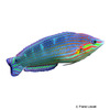 Halichoeres kallochroma Pink-snouted Wrasse