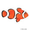 Amphiprion percula Orange Clownfish